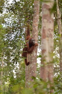 Trans Borneo Expedition 2014         